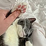 animal, bed, cat, cozy, cute, domestic_animal, fur, gray_cat, hand, indoor, paw, pet, pink_paw_pads, relaxation, resting, sleeping_cat, soft, whiskers, white_bed, white_cat