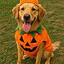 dog, golden_retriever, pumpkin_costume, orange, green_grass, outdoor, pet, animal, cute, smiling, happy, tongue_out, costume, fall, halloween, festive, sitting, canine, fur, playful