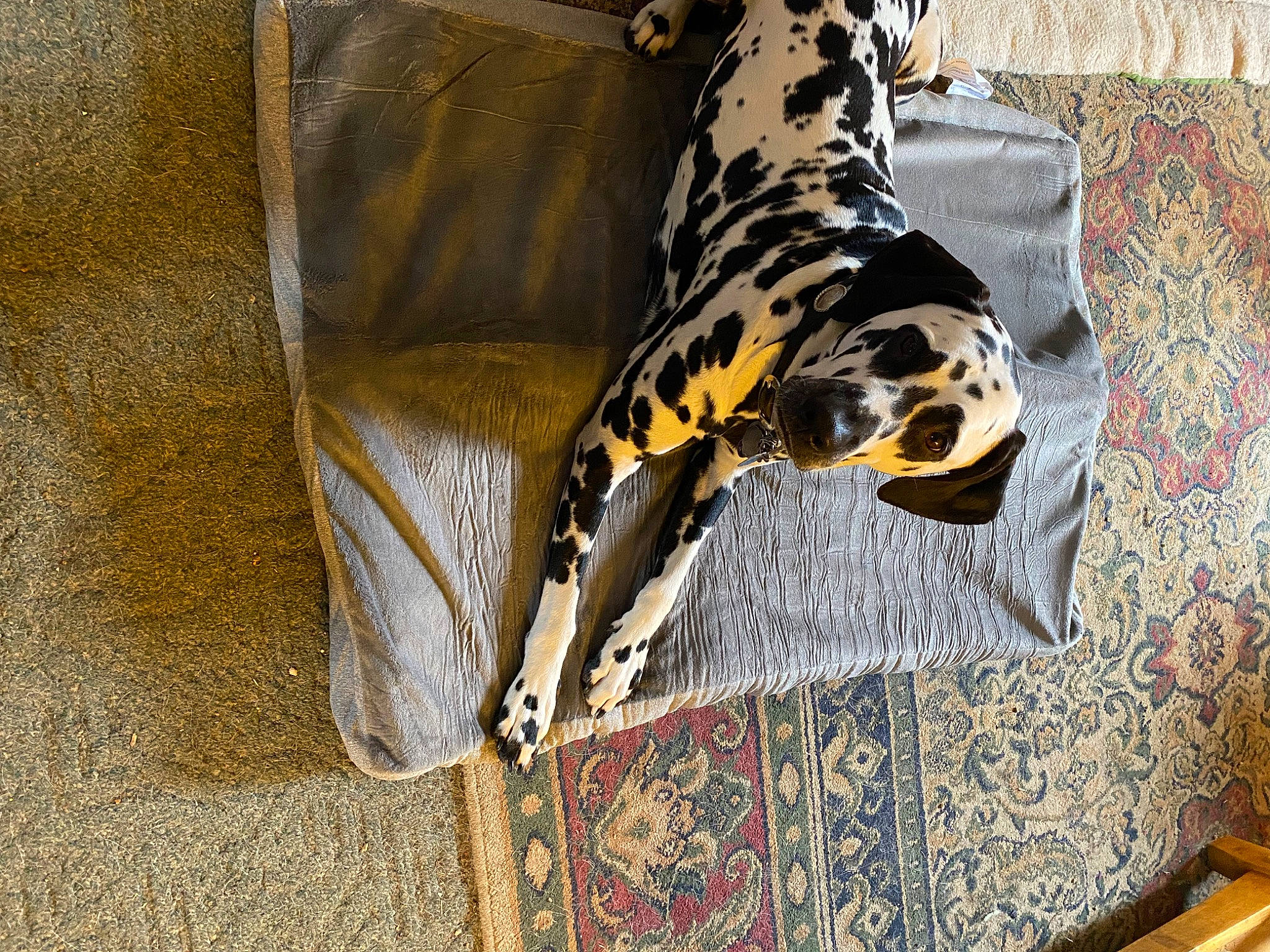 Gibson joined the competition — help win amazing prizes! canidae, carnivore, comfort, companion_dog, dalmatian, dog, dog_breed, dog_supply, fawn, felidae, flooring, fur, guard_dog, human_leg, pattern, snout, sporting_group, tail, terrestrial_animal, working_animal