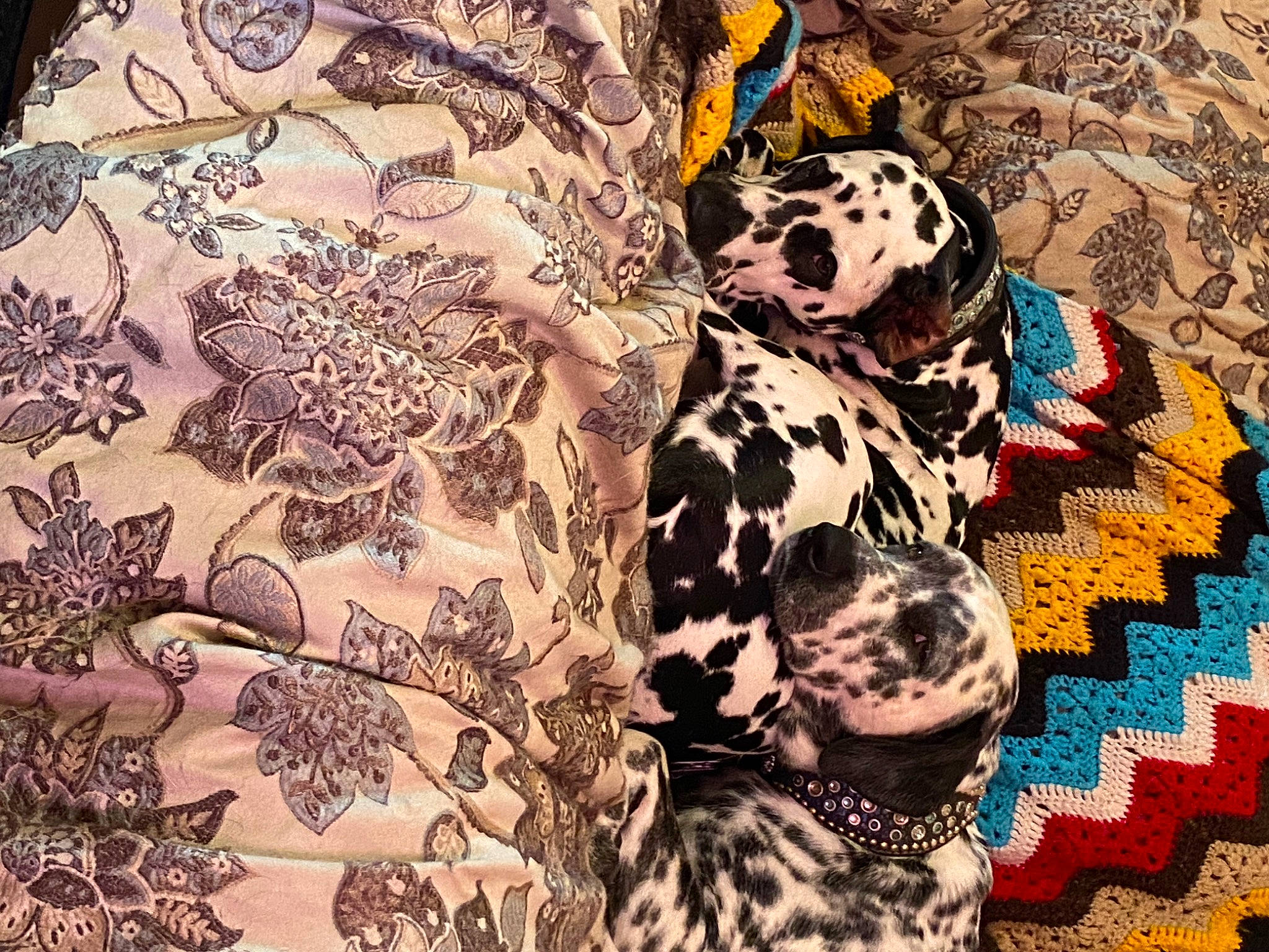 Gibson is registered to the contest to win money with this photo: art, canidae, carnivore, companion_dog, dalmatian, dog, dog_breed, fawn, fur, linens, military_camouflage, pattern, plant, sleeve, snout, sporting_group, textile, tree, visual_arts, working_animal