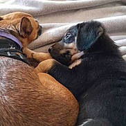 Arès a rejoint le concours — aidez-le/la à gagner de superbes lots ! dog, puppy, blanket, bed, snuggling, brown, black, fur, collar, pet, animal, cute, resting, indoors, companion, friendship, cozy, sleepy, paw, relaxing