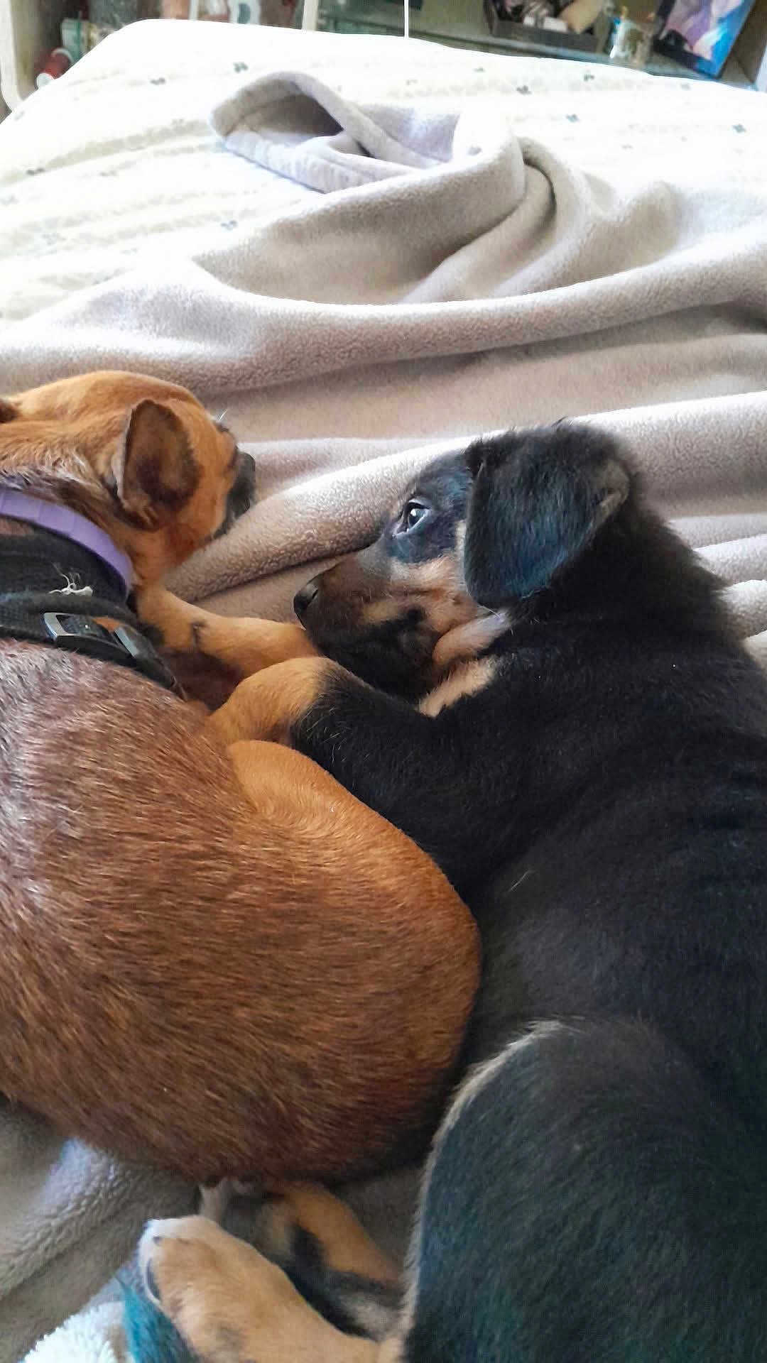 Arès a rejoint le concours — aidez-le/la à gagner de superbes lots ! dog, puppy, blanket, bed, snuggling, brown, black, fur, collar, pet, animal, cute, resting, indoors, companion, friendship, cozy, sleepy, paw, relaxing