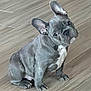 french_bulldog, puppy, dog, pet, floor, wooden_floor, indoor, cute, animal, ears, sitting, young, canine, looking_up, portrait, adorable, small_dog, mammal, companion, domestic_animal