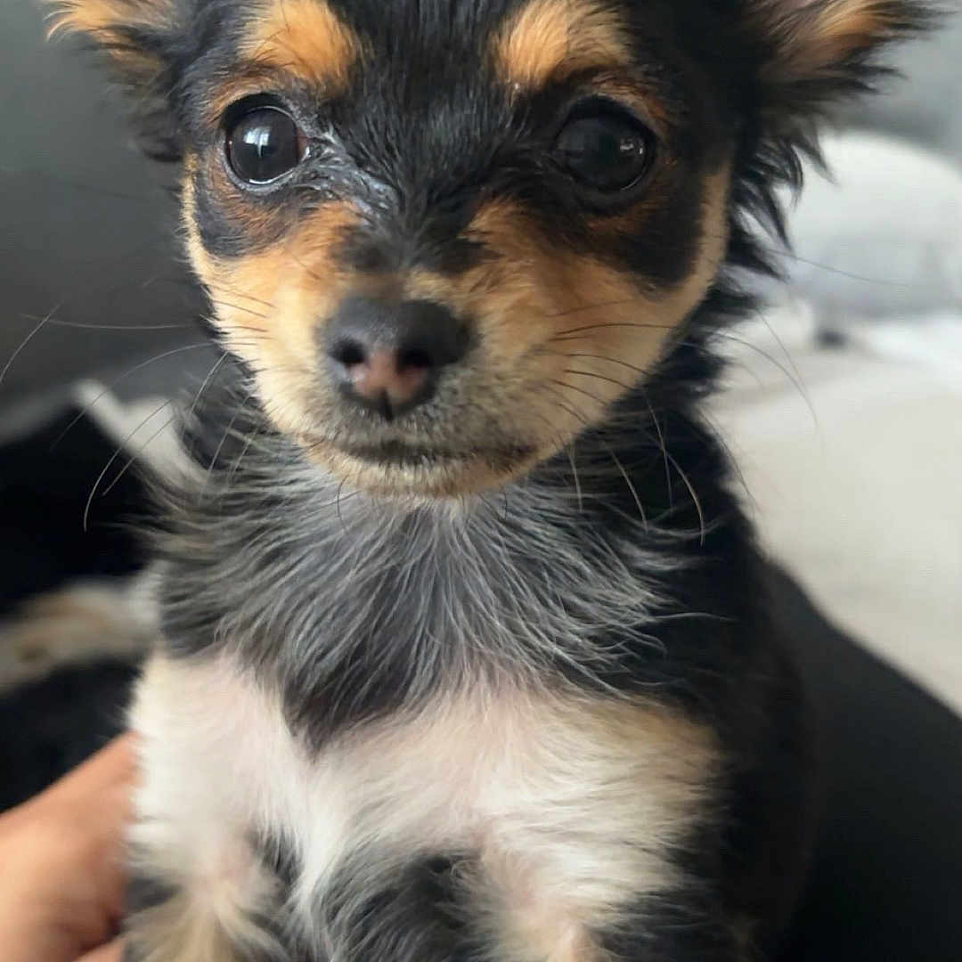 Ruby