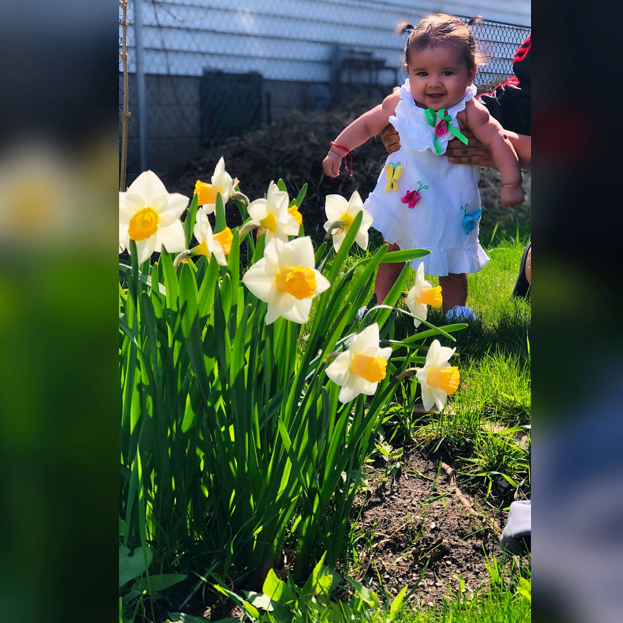 Esperanza is registered to the contest to win money with this photo: amaryllis_family, flower, flowering_plant, gardening, grass, grass_family, joy, meadow, narcissus, person, petal, plant, spring, tulip, wildflower