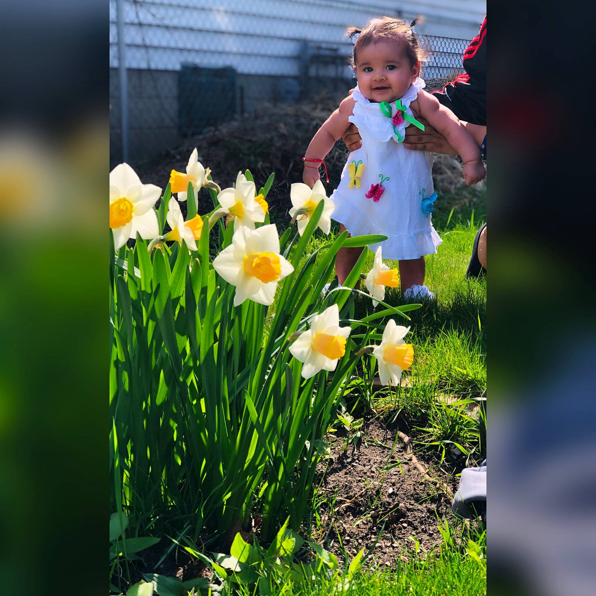 Esperanza joined the competition — help win amazing prizes! amaryllis_family, child, flower, flowering_plant, grass, grass_family, meadow, narcissus, people_in_nature, person, petal, plant, spring, tulip, wildflower