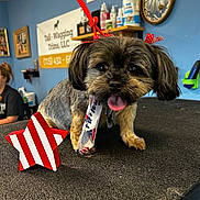 Lexi joined the competition — help win amazing prizes! animal, bandana, blue_wall, bottles, clock, cute, decor, dog, groomed, indoor, patriotic, person, pet, pet_grooming, red_leash, shelf, sign, small_dog, table, tongue_out