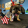 animal, bandana, blue_wall, bottles, clock, cute, decor, dog, groomed, indoor, patriotic, person, pet, pet_grooming, red_leash, shelf, sign, small_dog, table, tongue_out
