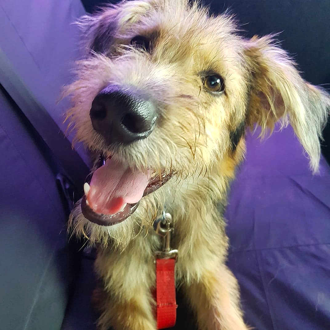 Chibs is registered to the contest to win money with this photo: bosnian_coarse_haired_hound, briquet_griffon_vendeen, canidae, carnivore, companion_dog, dog, dog_breed, dutch_smoushond, fox_terrier, irish_soft_coated_wheaten_terrier, irish_wolfhound, mammal, miniature_schnauzer, rare_breed_dog, schnoodle, snout, sporting_group, sporting_lucas_terrier, terrier, vertebrate