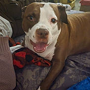 Buddy is registered to the contest to win money with this photo: animal, bed, blanket, brown, canine, couch, cozy, dog, domestic_animal, face, furniture, happy, indoor, living_room, lying_down, paw, pet, relaxed, smiling, white