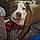 Buddy