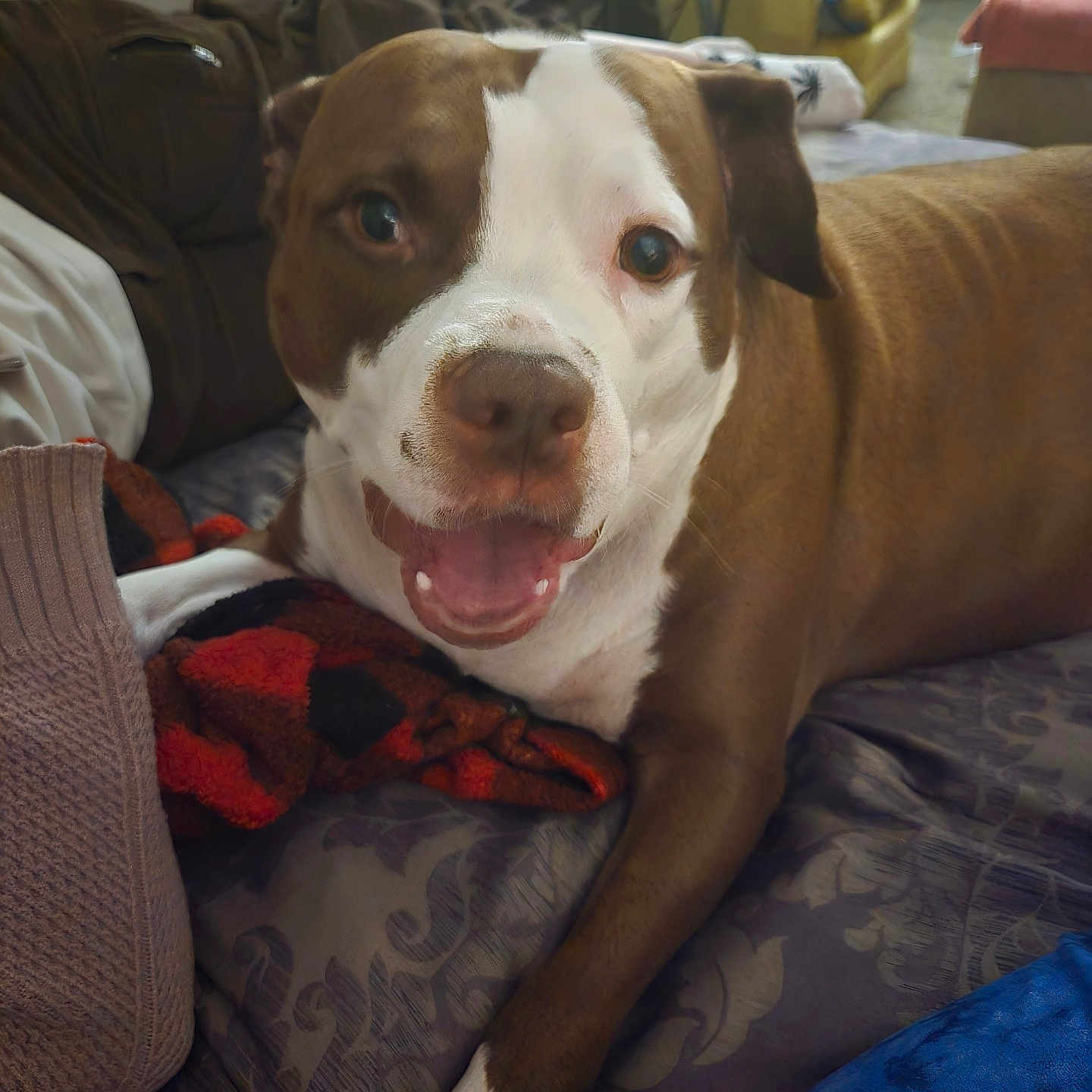 Buddy