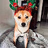 Simba participe au concours pour gagner de l'argent avec cette photo : animal, brown_fur, canine, christmas, collar, costume, cozy, cute, decorative_headband, dog, festive, floor, fluffy_bed, holiday, home, indoor, looking_at_camera, pet, reindeer_ears, wooden_furniture