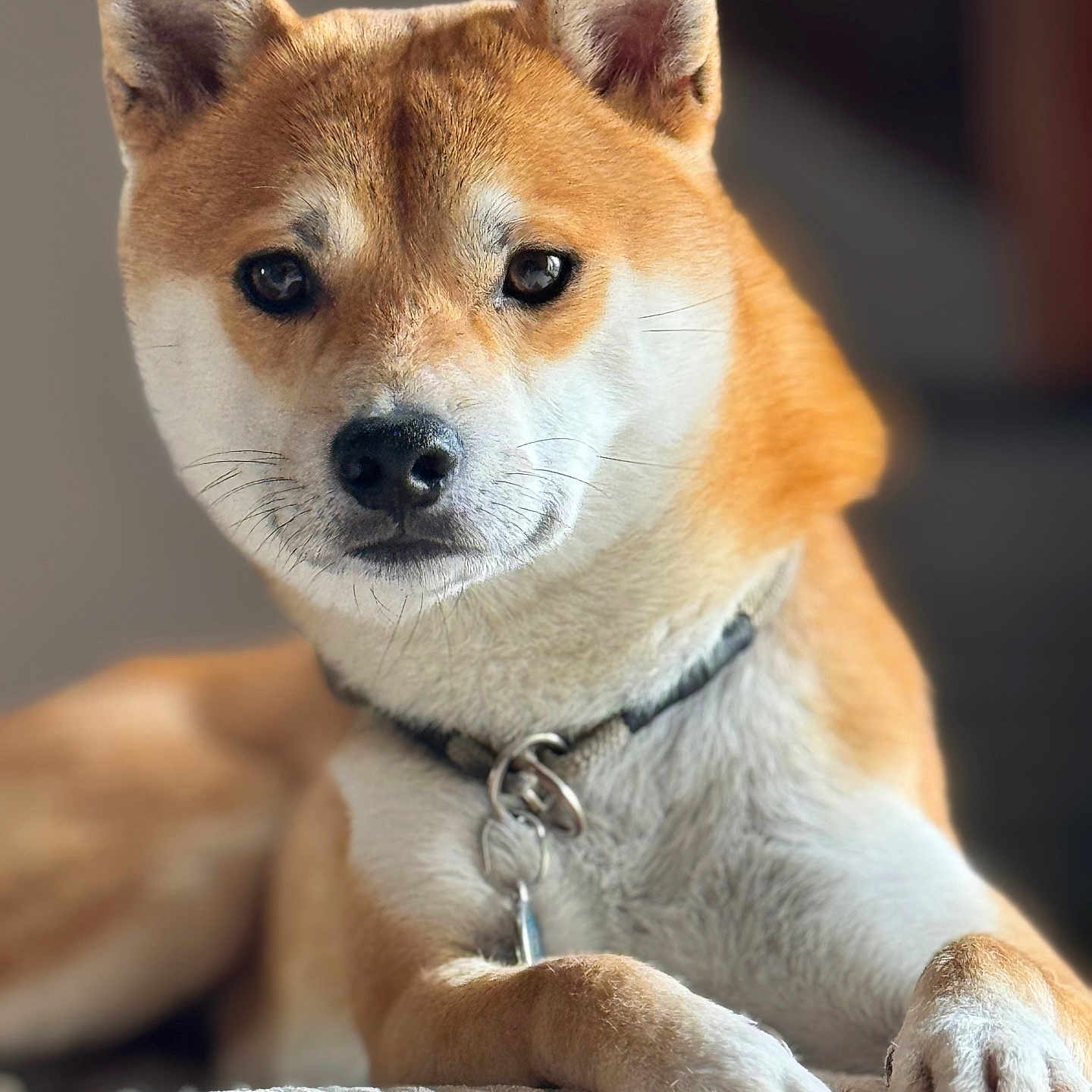 Simba