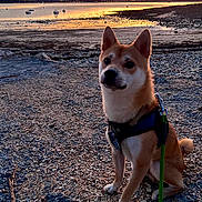 Simba participe au concours pour gagner de l'argent avec cette photo : animal, beach, boats, calm, dog, evening, harness, leash, nature, outdoor, pet, reflection, rocks, scenic, shiba_inu, sitting, sky, sunset, tranquil, water