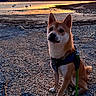 dog, shiba_inu, sunset, beach, rocks, water, boats, leash, harness, outdoor, nature, calm, sky, reflection, animal, pet, sitting, scenic, tranquil, evening