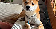 Simba participe au concours pour gagner de l'argent avec cette photo : canine, carpet, collar, couch, dog, domestic_animal, ears, face, furniture, home, indoor, living_room, paw, pet, plant, relaxed, shiba_inu, stairs, tag, wood