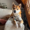 dog, shiba_inu, pet, couch, indoor, furniture, stairs, plant, collar, tag, carpet, relaxed, canine, home, domestic_animal, paw, face, ears, wood, living_room