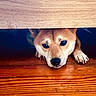Simba participe au concours pour gagner de l'argent avec cette photo : animal, brown_fur, canine, closeup, curious, cute, dog, eyes, face, floor, furniture, hiding, home, indoor, nose, paw, peeking, pet, wood_floor, wood_furniture