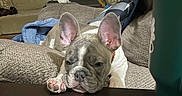 Gizmo joined the competition — help win amazing prizes! animal, architecture, building, bulldog, canine, computer, couch, cushion, dog, frenchbulldog, furniture, homedecor, indoors, interiordesign, livingroom, pet, pitbull, plate, puppy, room