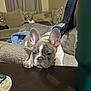 animal, architecture, building, bulldog, canine, computer, couch, cushion, dog, frenchbulldog, furniture, homedecor, indoors, interiordesign, livingroom, pet, pitbull, plate, puppy, room
