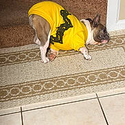 Gizmo is registered to the contest to win money with this photo: carpet, clothing, cozy, cute, dog, domestic, ear, french_bulldog, household, indoor, laying_down, paws, pet, portrait, rug, sleepy, stairs, tile_floor, wrinkled_face, yellow_shirt