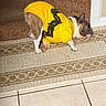 carpet, clothing, cozy, cute, dog, domestic, ear, french_bulldog, household, indoor, laying_down, paws, pet, portrait, rug, sleepy, stairs, tile_floor, wrinkled_face, yellow_shirt