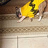 Gizmo joined the competition — help win amazing prizes! backpack, carpet, cheerful, cute, dog, ear, floor_tile, fur, head, indoors, paw, pet, pet_clothing, relaxed, rug, shirt, sleeping_dog, snout, tiled_floor, yellow_shirt