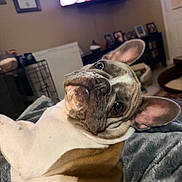 Gizmo joined the competition — help win amazing prizes! dog, french_bulldog, puppy, pet, indoor, blanket, living_room, tv, cozy, ears, close_up, cute, curious, portrait, reclining, couch, owner_lap, fur, nose, whiskers