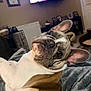 dog, french_bulldog, puppy, pet, indoor, blanket, living_room, tv, cozy, ears, close_up, cute, curious, portrait, reclining, couch, owner_lap, fur, nose, whiskers