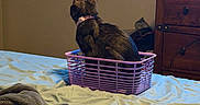 Mochi joined the competition — help win amazing prizes! cat, black_cat, basket, bed, blanket, collar, indoor, furniture, dresser, television, game_screen, pet, animal, curious, resting, soft_texture, cozy, room, sleeping_area, domestic