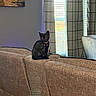 Mochi is registered to the contest to win money with this photo: black_cat, kitten, collar, couch, living_room, curtains, window, painting, sunflower, furniture, indoor, pet, animal, brown_couch, curious, sitting, home, cozy, natural_light, blinds