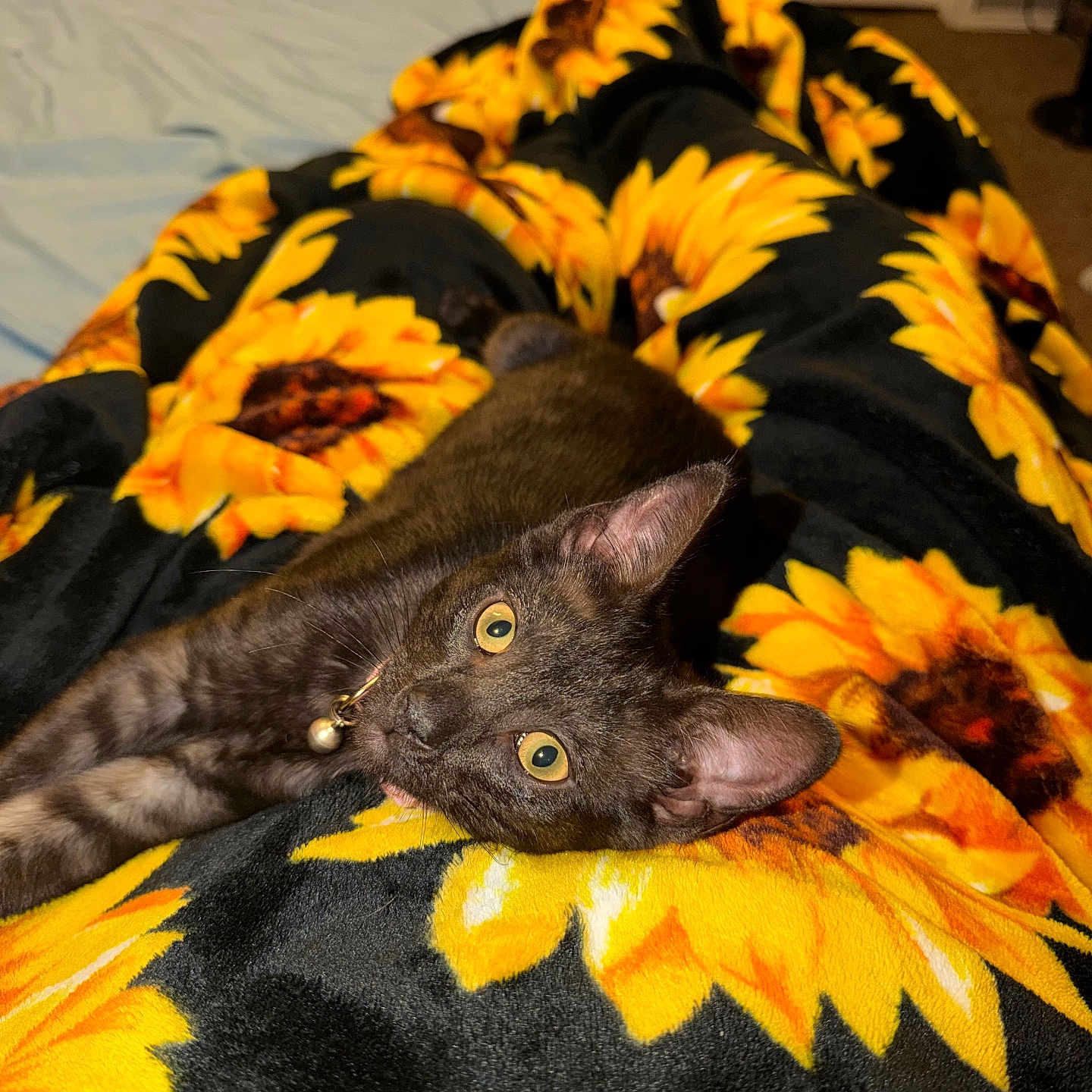 Mochi