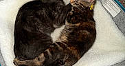 Mochi is registered to the contest to win money with this photo: animal, black_cat, carpet, cat, companion, cozy, cute, domestic_cat, friendship, fur, indoor, kitten, pet_bed, relaxation, resting, sleeping, snuggling, soft, tabby_cat, toy