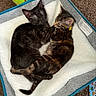 cat, kitten, pet_bed, snuggling, black_cat, tabby_cat, fur, indoor, cozy, toy, carpet, sleeping, cute, animal, domestic_cat, resting, companion, soft, friendship, relaxation