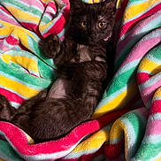 Mochi joined the competition — help win amazing prizes! kitten, black_cat, pet, animal, feline, blanket, striped, colorful, cozy, cute, lying_down, indoor, soft_texture, relaxed, young_animal, domestic_cat, fur, whiskers, paws, resting