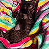 kitten, black_cat, pet, animal, feline, blanket, striped, colorful, cozy, cute, lying_down, indoor, soft_texture, relaxed, young_animal, domestic_cat, fur, whiskers, paws, resting