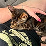 Boba Bean is registered to the contest to win money with this photo: kitten, cat, sleeping, tabby, hand, person, lap, black_shirt, dragon_design, couch, furniture, indoor, cozy, resting, pet, animal, fur, paw, nail_polish, relaxing