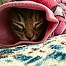 Boba Bean is registered to the contest to win money with this photo: cat, tabby, sleeping, cozy, pink_sleeve, close_up, pet, feline, fur, resting, indoor, blanket, soft_texture, carpet, cute, face, whiskers, nose, peaceful, animal