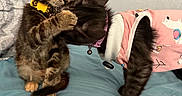Boba Bean is registered to the contest to win money with this photo: cat, kitten, tabby, black_cat, collar, pet_clothing, playful, bed, indoor, animal, cute, young, feline, fur, whiskers, ears, paw, domestic_animal, friendship, curiosity