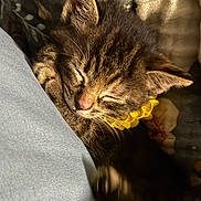 Boba Bean is registered to the contest to win money with this photo: kitten, tabby, sleeping, cat, pet, fur, collar, yellow, closeup, cozy, soft, resting, cute, animal, domestic_cat, whiskers, paw, feline, indoor, peaceful