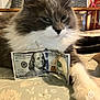 animal, cash, cat, close_up, currency, domestic, feline, fluffy, gray_cat, household, hundred_dollar_bill, indoor, laying, money, paw, pet, portrait, relaxed, table, white_fur