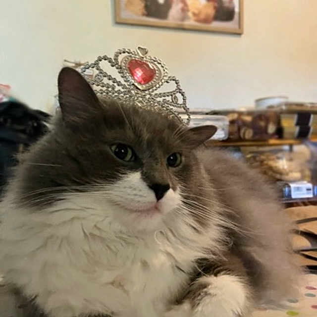 Oliver joined the competition — help win amazing prizes! animal, cat, closeup, crown, cute, domestic, face, feline, fluffy, gray, indoor, pet, portrait, relaxed, resting, soft, table, tiara, whiskers, white