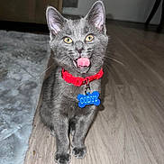 Cody joined the competition — help win amazing prizes! cat, kitten, gray_cat, pet, collar, red_collar, blue_tag, indoor, floor, wooden_floor, rug, tongue_out, playful, animal, feline, whiskers, ears, yellow_eyes, cute, young_cat