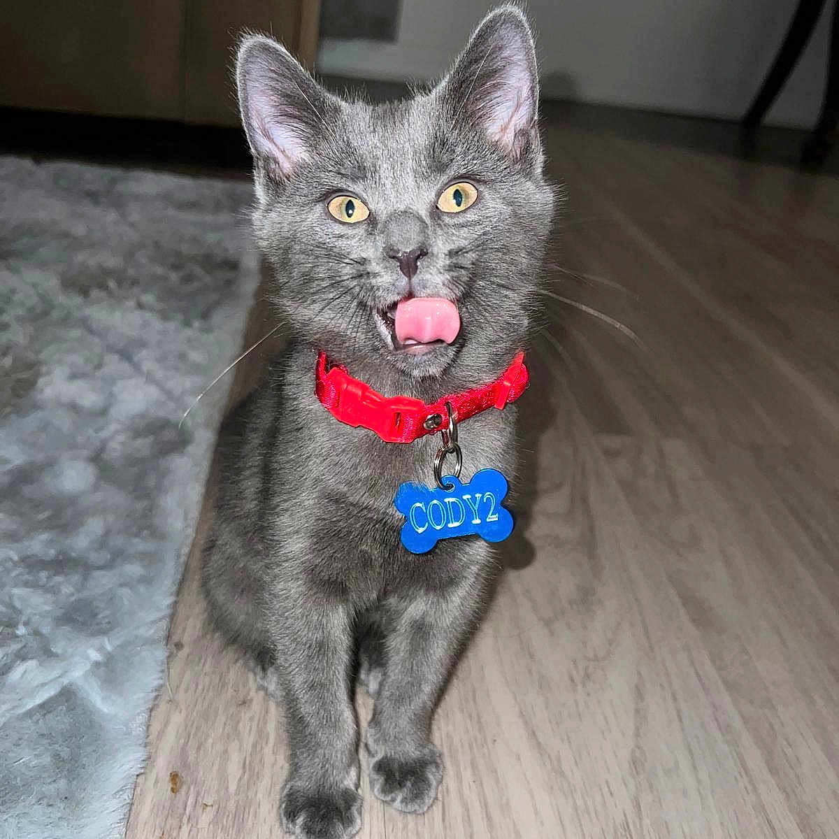 Cody joined the competition — help win amazing prizes! cat, kitten, gray_cat, pet, collar, red_collar, blue_tag, indoor, floor, wooden_floor, rug, tongue_out, playful, animal, feline, whiskers, ears, yellow_eyes, cute, young_cat