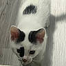 animal, black_spots, blurred, cat, close_up, curious, domestic_animal, ears, face, feline, floor, fur, indoor, mammal, pet, shadow, walking, whiskers, white_cat, wooden_floor