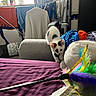 Béatrice participe au concours pour gagner de l'argent avec cette photo : armrest, black_and_white, cat, clothing, couch, curtains, feathers, furniture, home, indoor, kitten, laundry, living_room, pet, playful, potted_plant, purple_bedspread, small_animal, toy, window