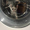 Béatrice a rejoint le concours — aidez-le/la à gagner de superbes lots ! animal, appliance, black_spots, cat, curious, cute, domestic, door, face, glass, indoor, kitten, looking, metal, pet, reflection, round, small, washing_machine, white
