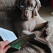 Ross a rejoint le concours — aidez-le/la à gagner de superbes lots ! dog, weimaraner, glasses, book, reading, indoors, carpet, lying_down, portrait, pet, animal, funny, serious, large_dog, gray_coat, long_legs, paws, home, cozy, humor