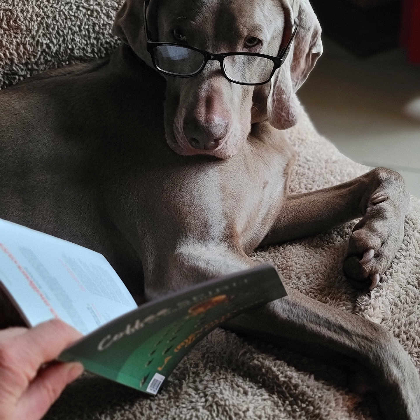 Ross a rejoint le concours — aidez-le/la à gagner de superbes lots ! dog, weimaraner, glasses, book, reading, indoors, carpet, lying_down, portrait, pet, animal, funny, serious, large_dog, gray_coat, long_legs, paws, home, cozy, humor